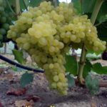 Hibridas 342 vynuogė