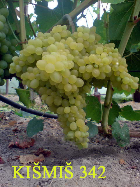 Hibridas 342 vynuogė