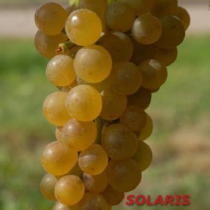 Solaris vynuogė