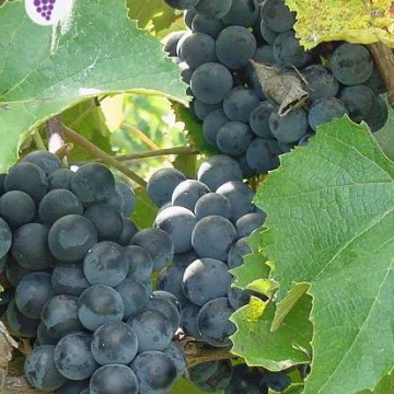 Concord vynuogė